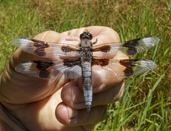 Libellula forensis