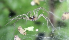 Allagelena gracilens