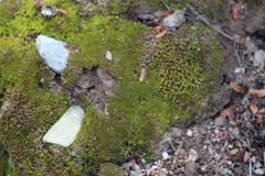 Trichostomum brachydontium