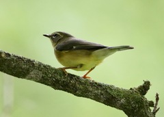 Setophaga caerulescens