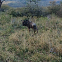 Connochaetes taurinus taurinus