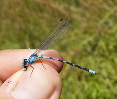 Enallagma annexum