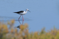 Himantopus himantopus