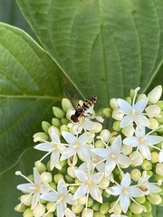 Toxomerus occidentalis