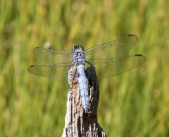Erythemis collocata
