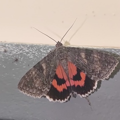Catocala nupta