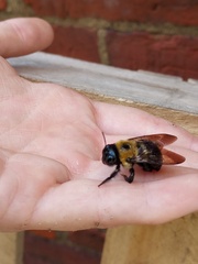 Xylocopa virginica virginica