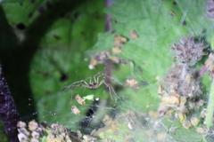 Allagelena gracilens