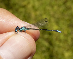 Ischnura perparva