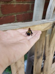 Xylocopa virginica virginica