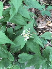 Eurybia