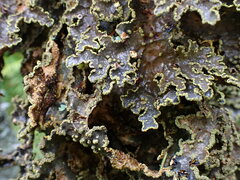 Pseudocyphellaria holarctica