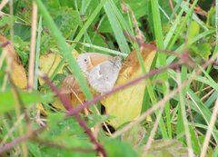 Coenonympha california