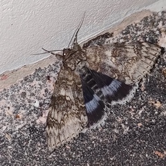 Catocala fraxini