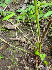 Selaginella apoda