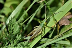 Pseudochorthippus parallelus