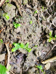 Selaginella apoda