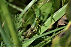 Pseudochorthippus parallelus