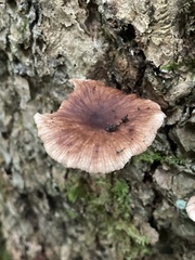 Collybiopsis dichroa