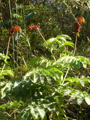 Melianthus major