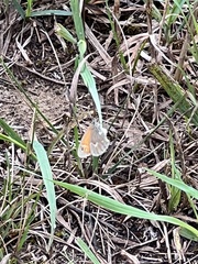 Coenonympha california