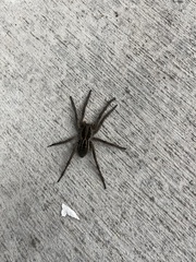 Lycosa erythrognatha