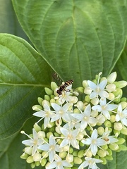 Toxomerus occidentalis