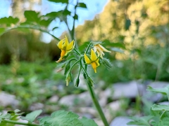 Solanum lycopersicum