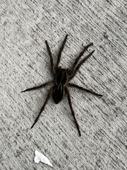 Lycosa erythrognatha