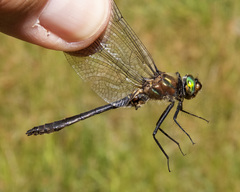 Cordulia shurtleffii