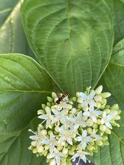 Toxomerus occidentalis