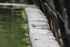 Lithobates berlandieri