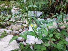 Solanum lycopersicum