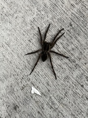 Lycosa erythrognatha