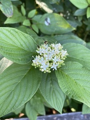 Toxomerus occidentalis