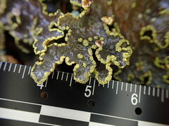 Pseudocyphellaria holarctica