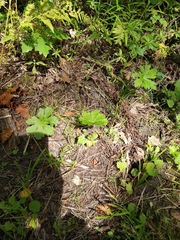 Podophyllum peltatum