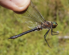 Cordulia shurtleffii