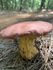Baorangia bicolor