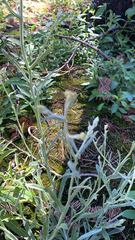 Helichrysum luteoalbum