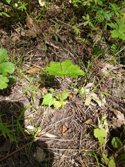Podophyllum peltatum