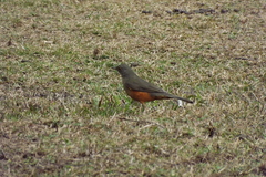 Turdus rufiventris