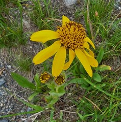Arnica
