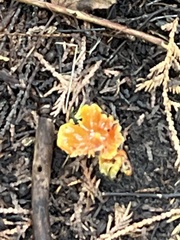 Agaricales