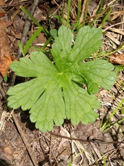 Podophyllum peltatum