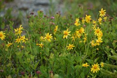 Arnica