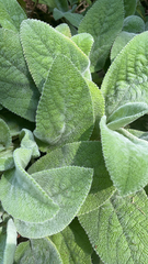 Stachys byzantina