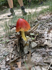 Amanita