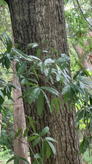 Quercus phellos