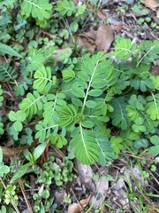 Phyllanthus urinaria